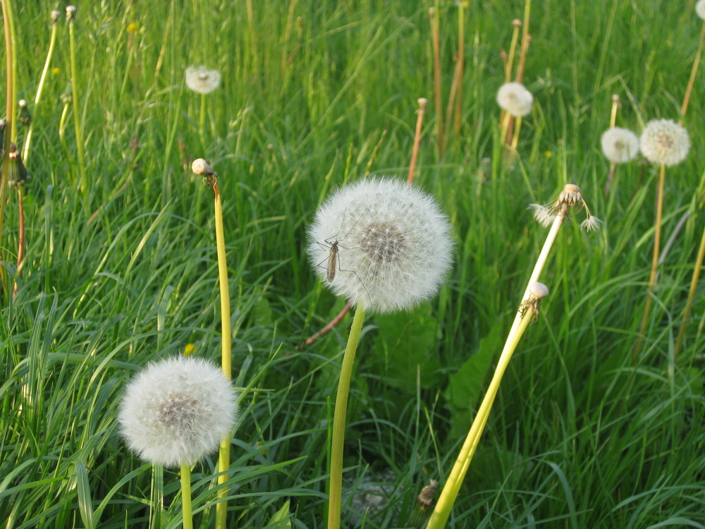 Puuuuusteblume