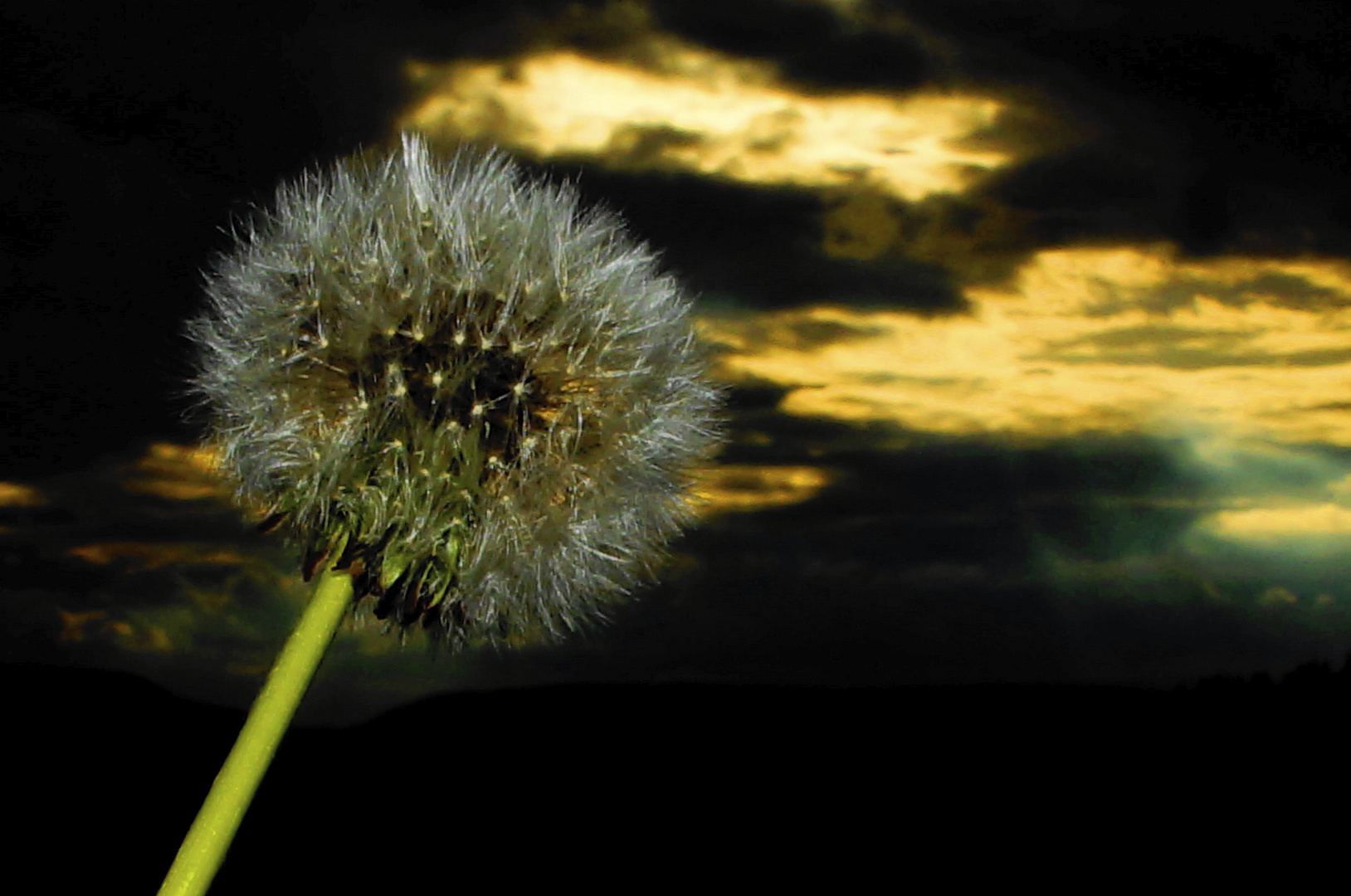 Puuuuusteblume :)