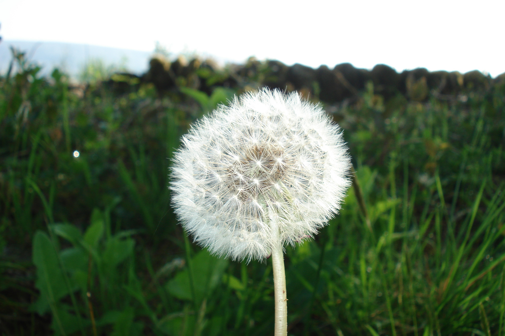 Puuuuuusteblume