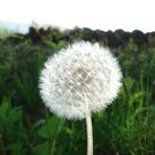 Puuuuuusteblume