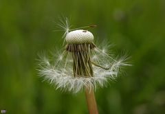 Puuuuuusteblume :o)