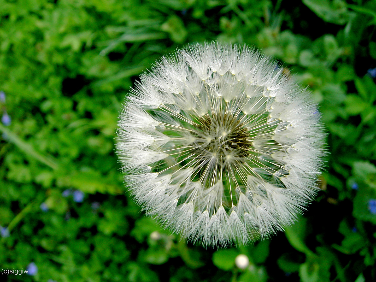 Puuuuuuuuusteblume