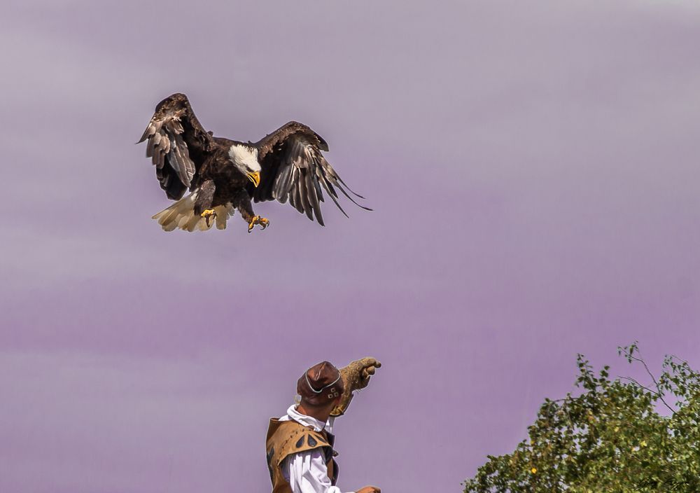 Puy du Fou - Pygargue à tete blanche -71 copie