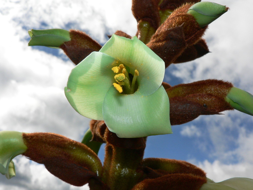 Puya