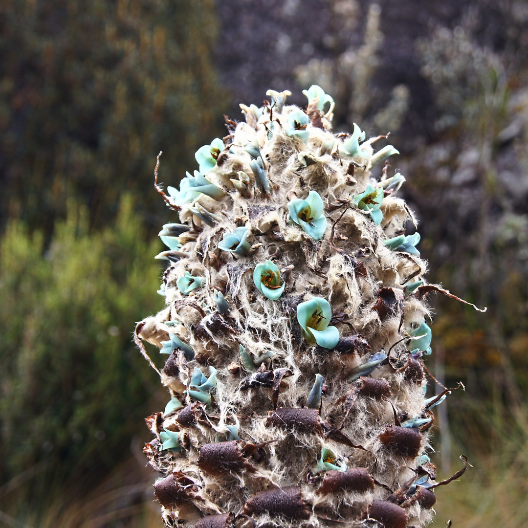 Puya clava-herculis