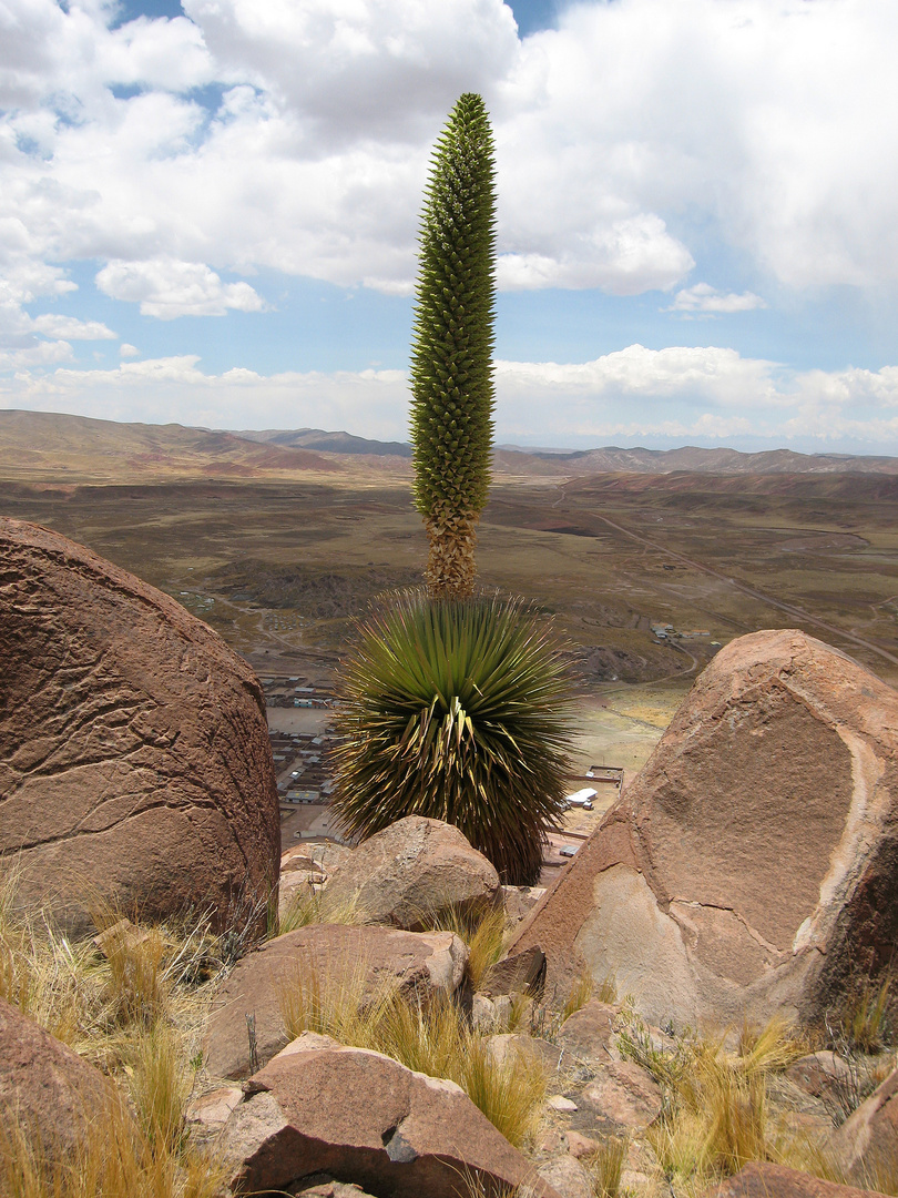 Puya Raimondi