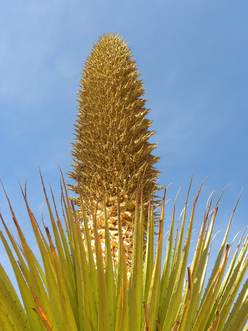 Puya Raimondi