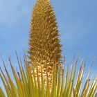 Puya Raimondi