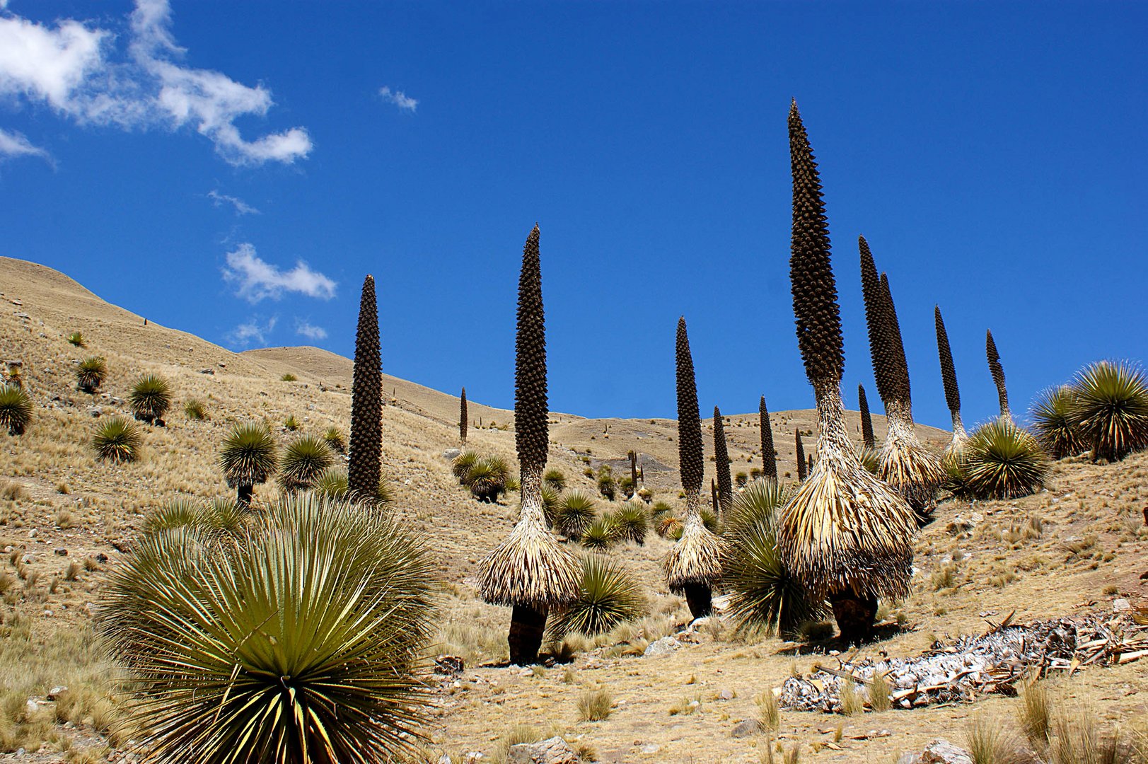 Puya Raimondi