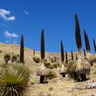 Puya Raimondi