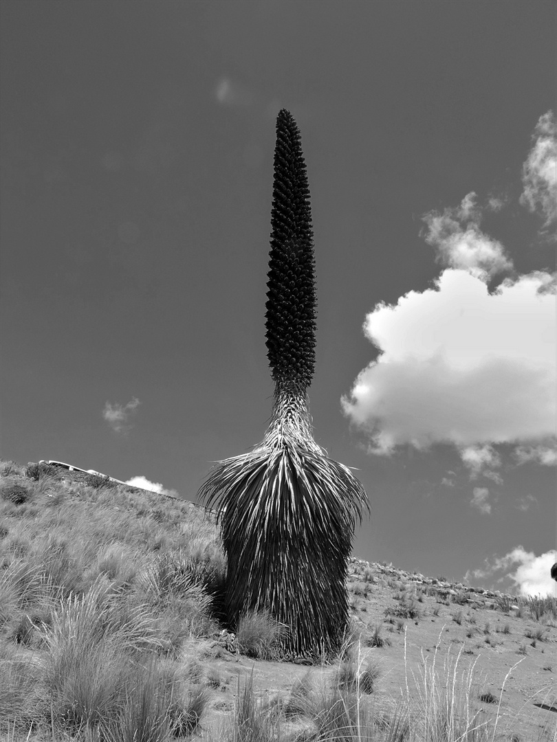 Puya Raimondi, la rara planta de los Andes