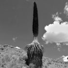 Puya Raimondi, la rara planta de los Andes