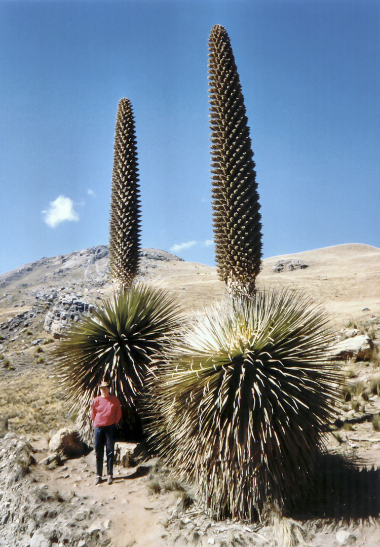 Puya Raimondii