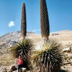 Puya Raimondii