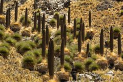 Puya Raimondii - Riesenbromelie