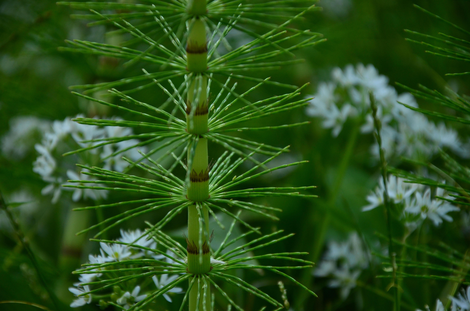 Puzzle crowns --- Equisetum telmateia Ehrh.