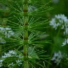 Puzzle crowns --- Equisetum telmateia Ehrh.