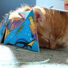 PuzzledCat...