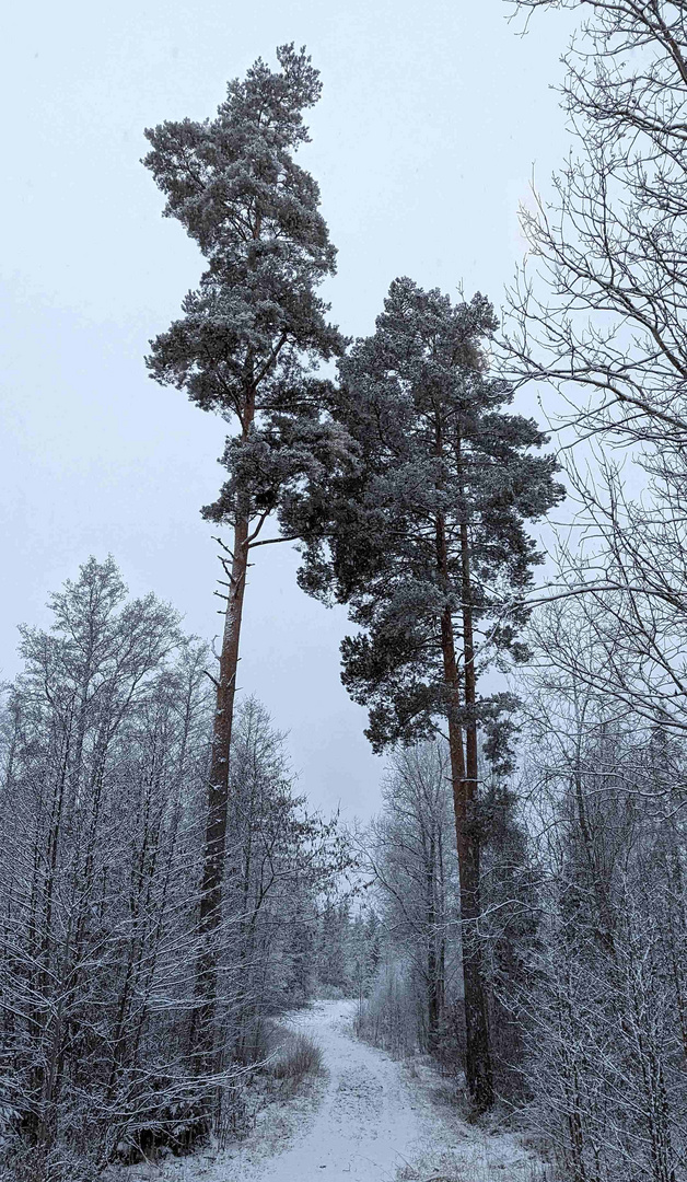 PXL_20221228_Schnee-Wald-Weg-low