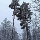 PXL_20221228_Schnee-Wald-Weg-low