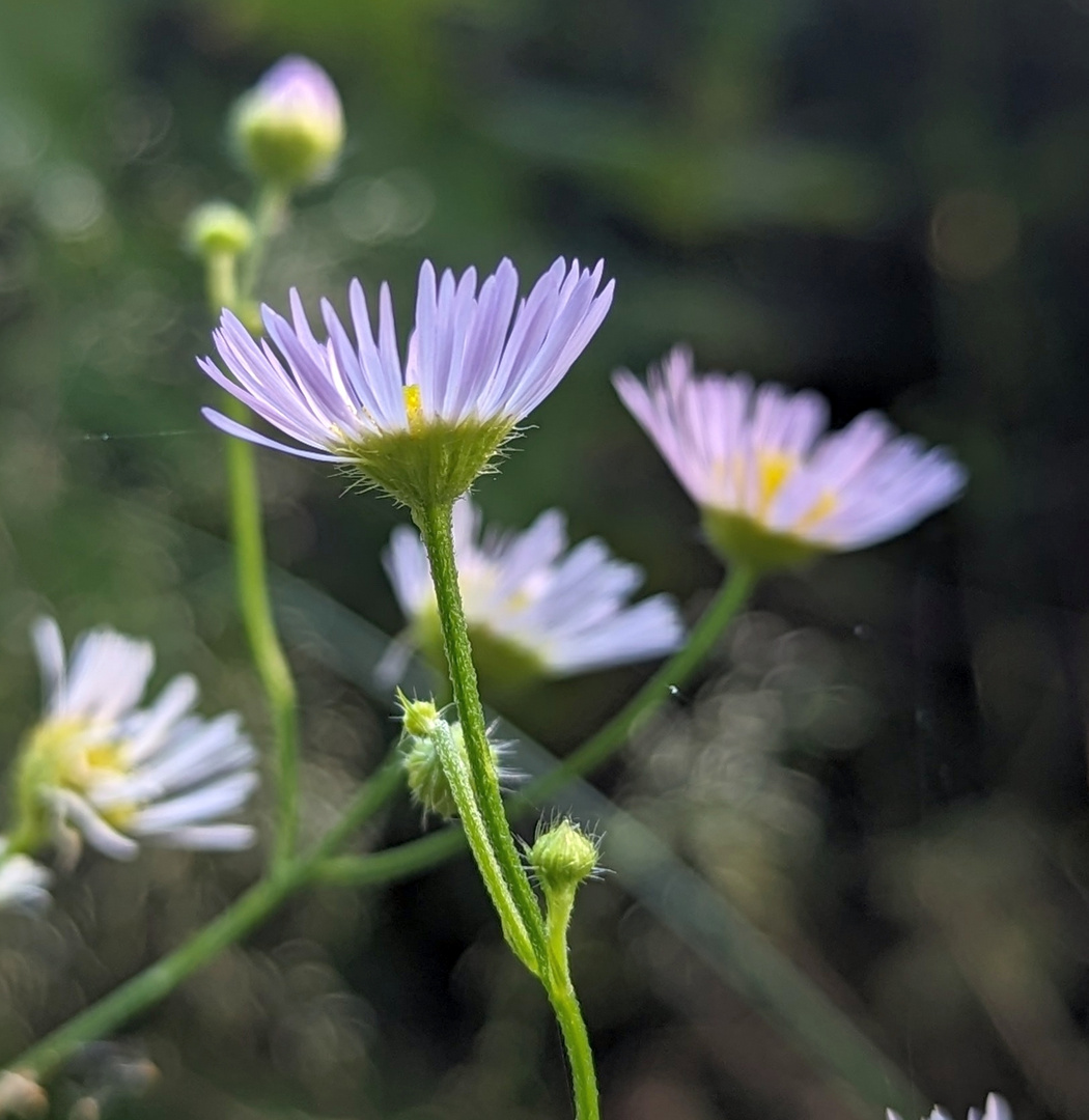 PXL_20230811_061748723-Wiesenblume