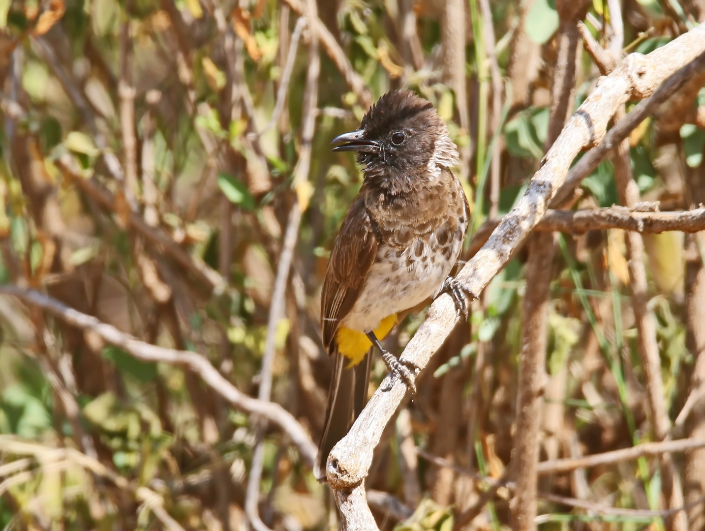 Pycnonotus dodsoni,Dodson's Bulbul