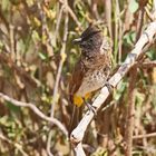 Pycnonotus dodsoni,Dodson's Bulbul