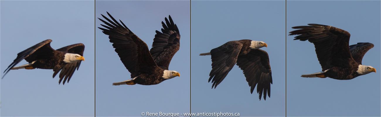 Pygarde à tête blanche en vol