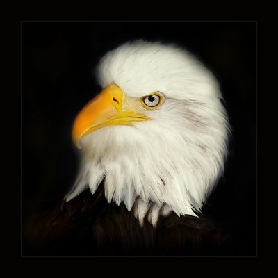 Pygargue à tête blanche