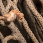 Pygmäen Seepferdchen