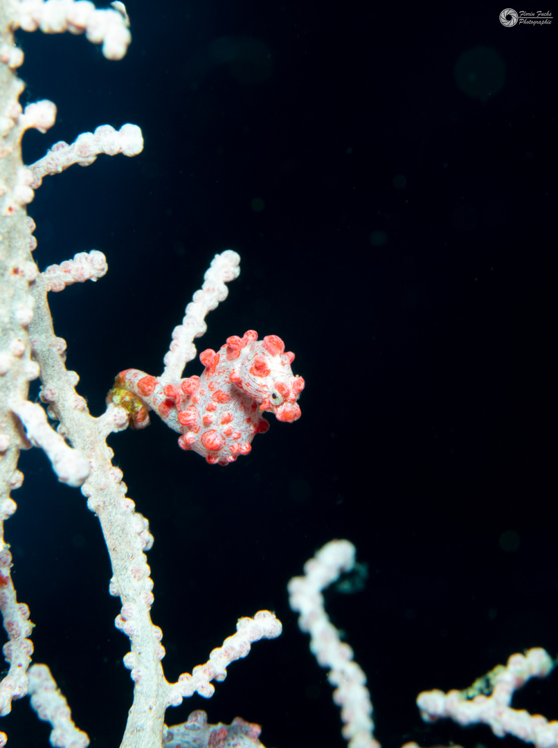 Pygmäenseepferdchen (Hippocampus bargibanti)