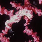 Pygme Seahorse