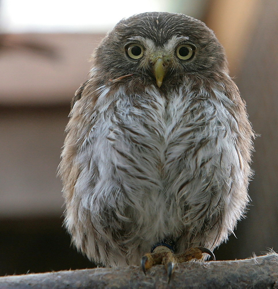 pygmee grey