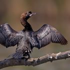 Pygmy Cormorant