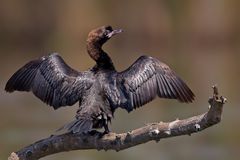 Pygmy Cormorant