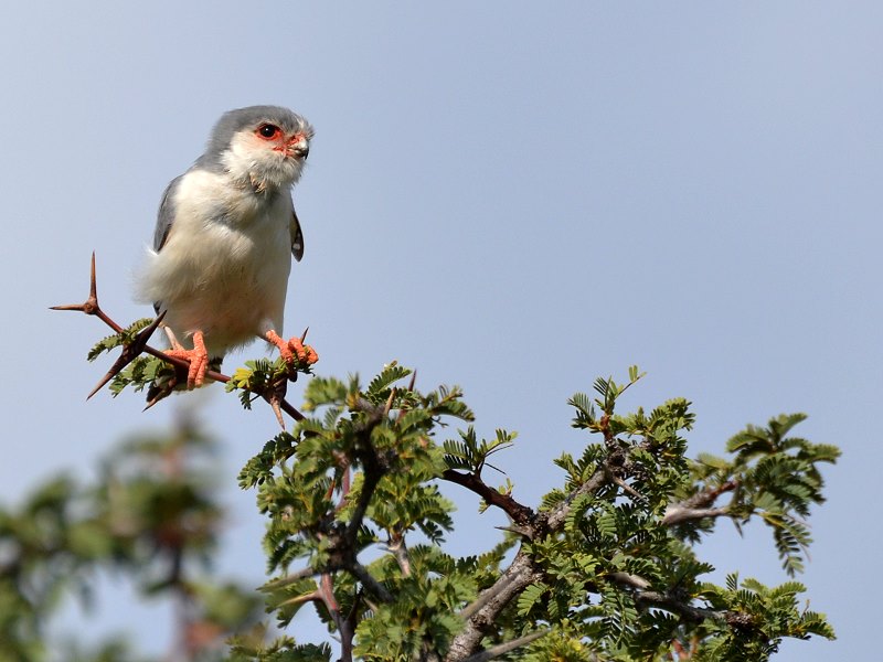 Pygmy Falcon