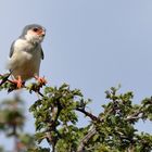 Pygmy Falcon