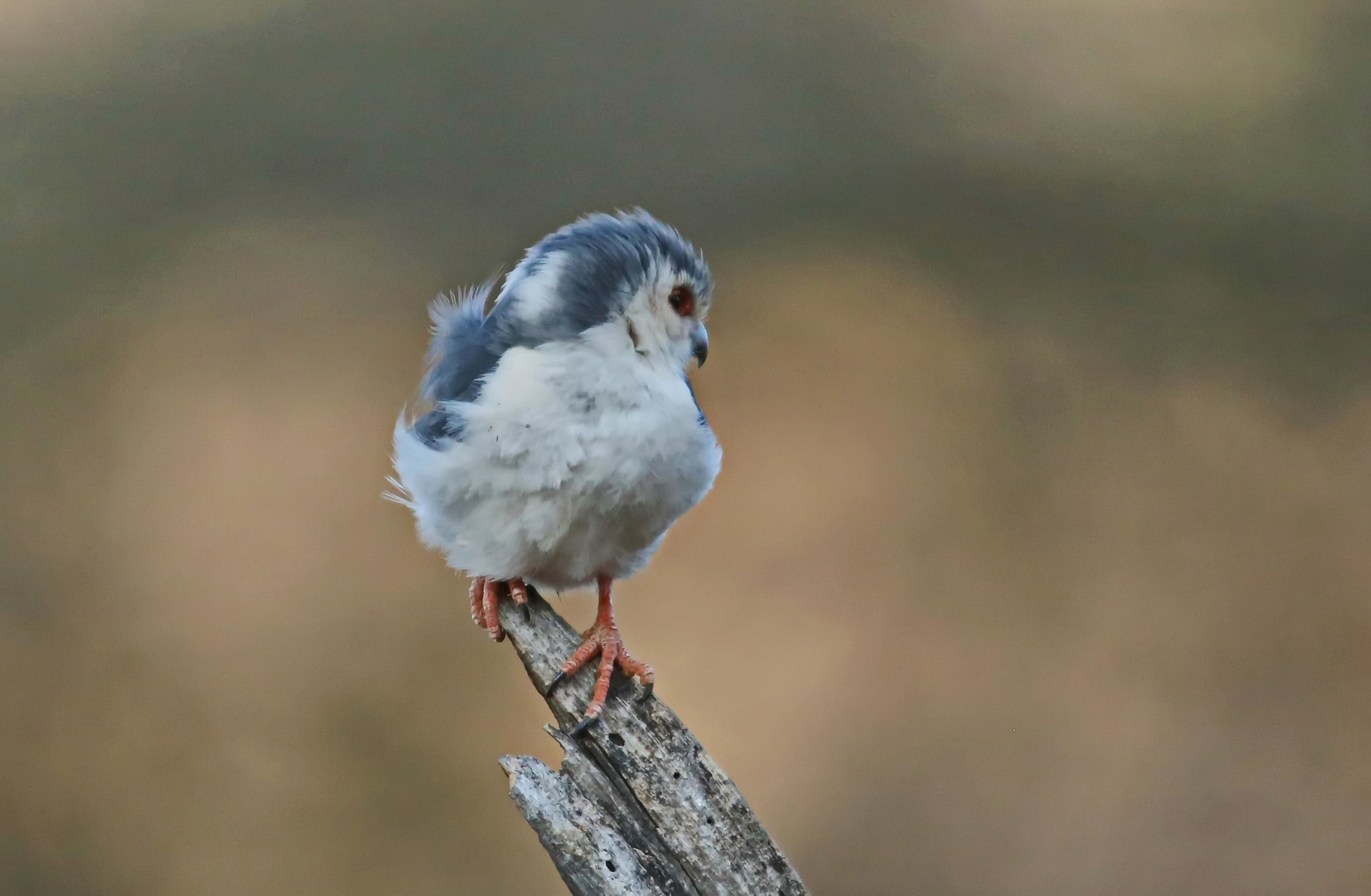 pygmy falcon (Polihierax semitorquatus)