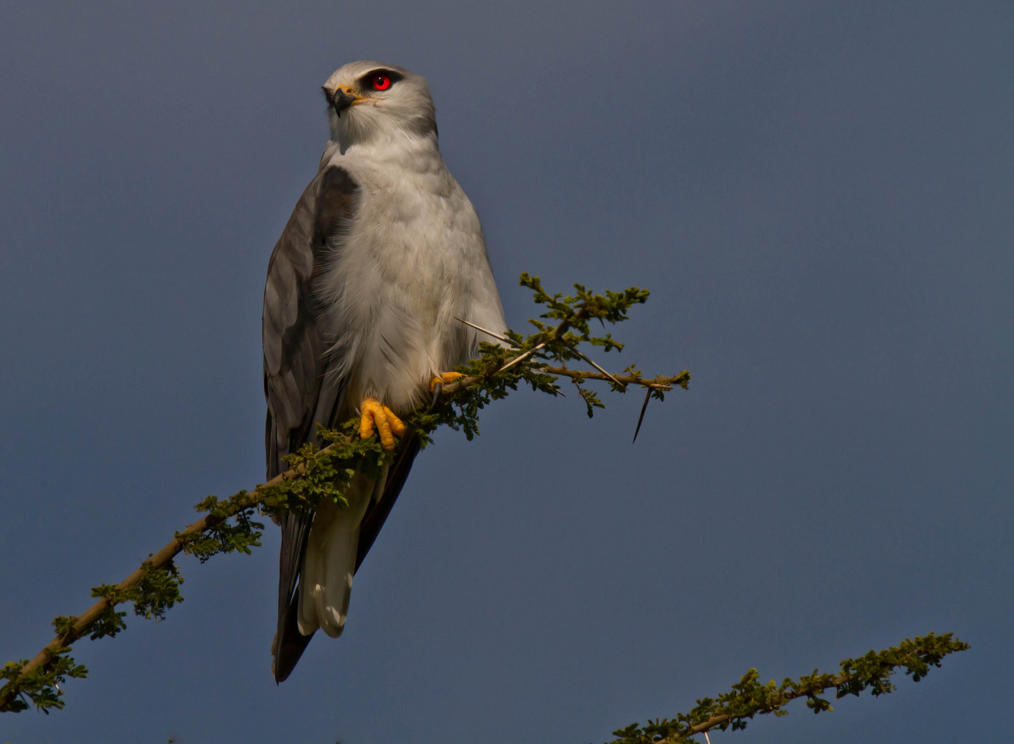 Pygmy falcon Tanzania