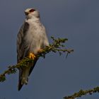 Pygmy falcon Tanzania