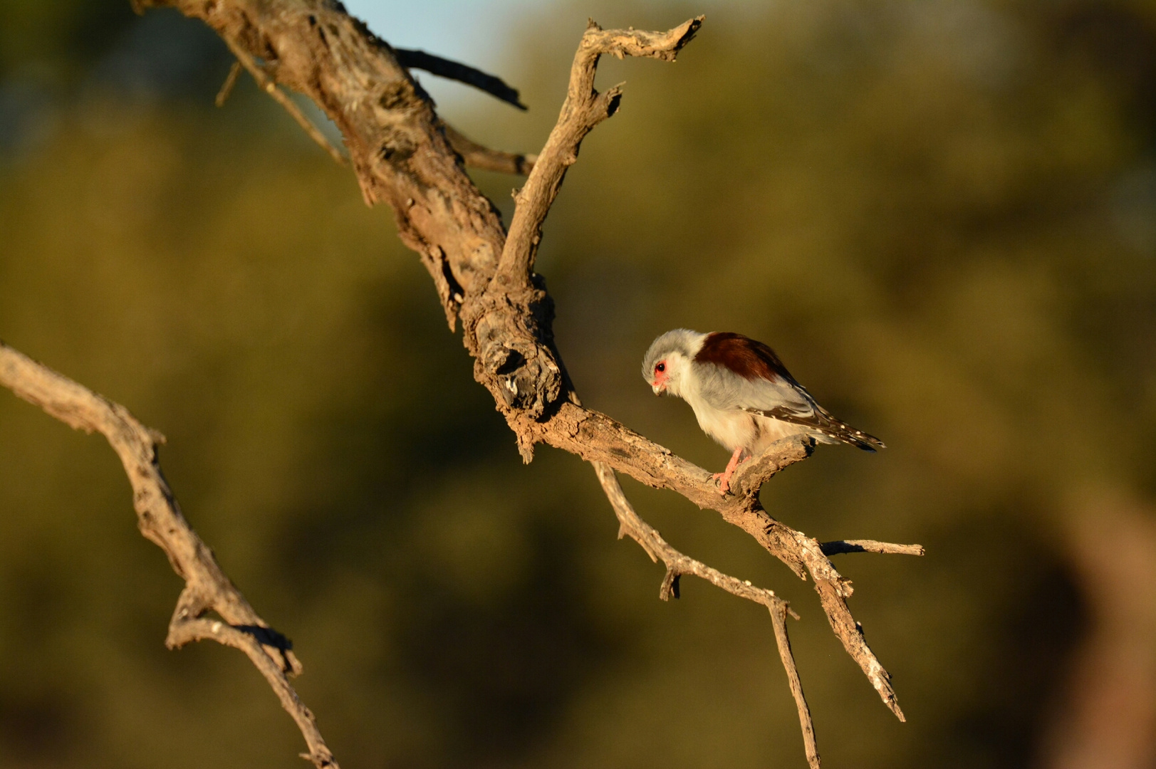 Pygmy Falke