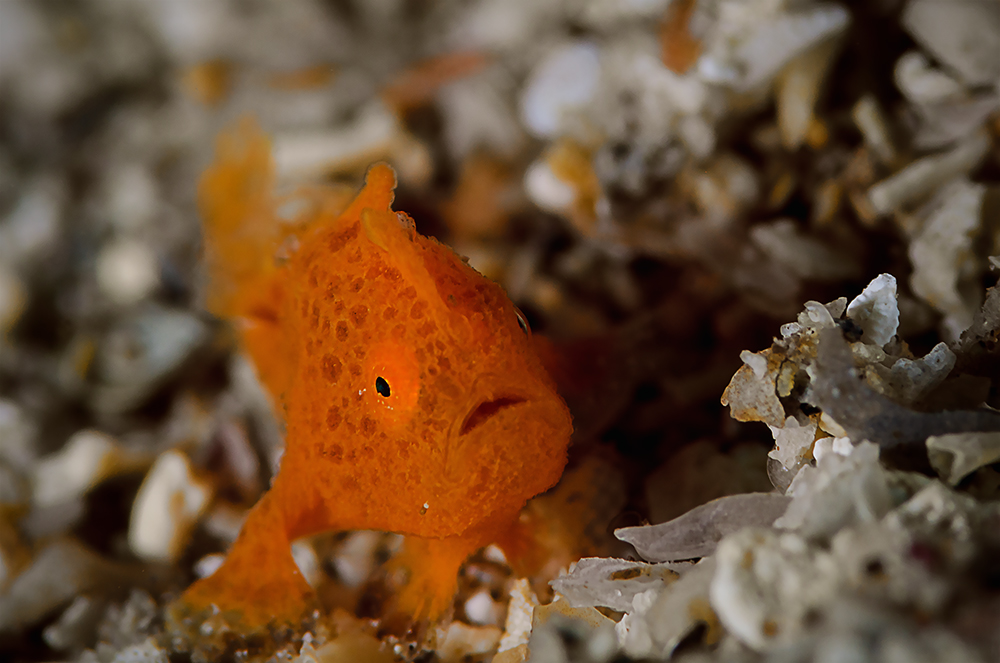 Pygmy-Frogfish