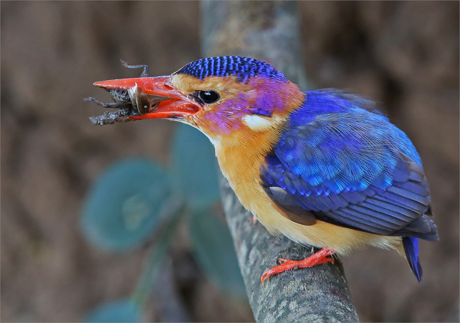 Pygmy king fisher with catch