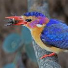 Pygmy king fisher with catch