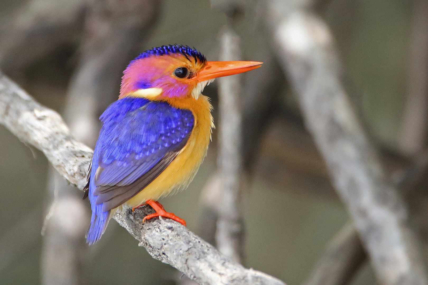 Pygmy kingfisher