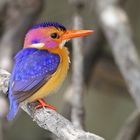 Pygmy kingfisher