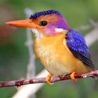 Pygmy kingfisher