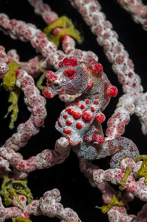 Pygmy (lat.: Hippocampus bargibanti)