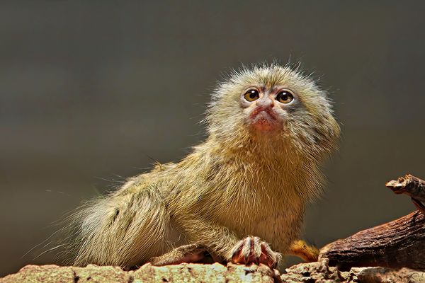 Pygmy marmoset