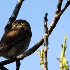 Pygmy -Owl